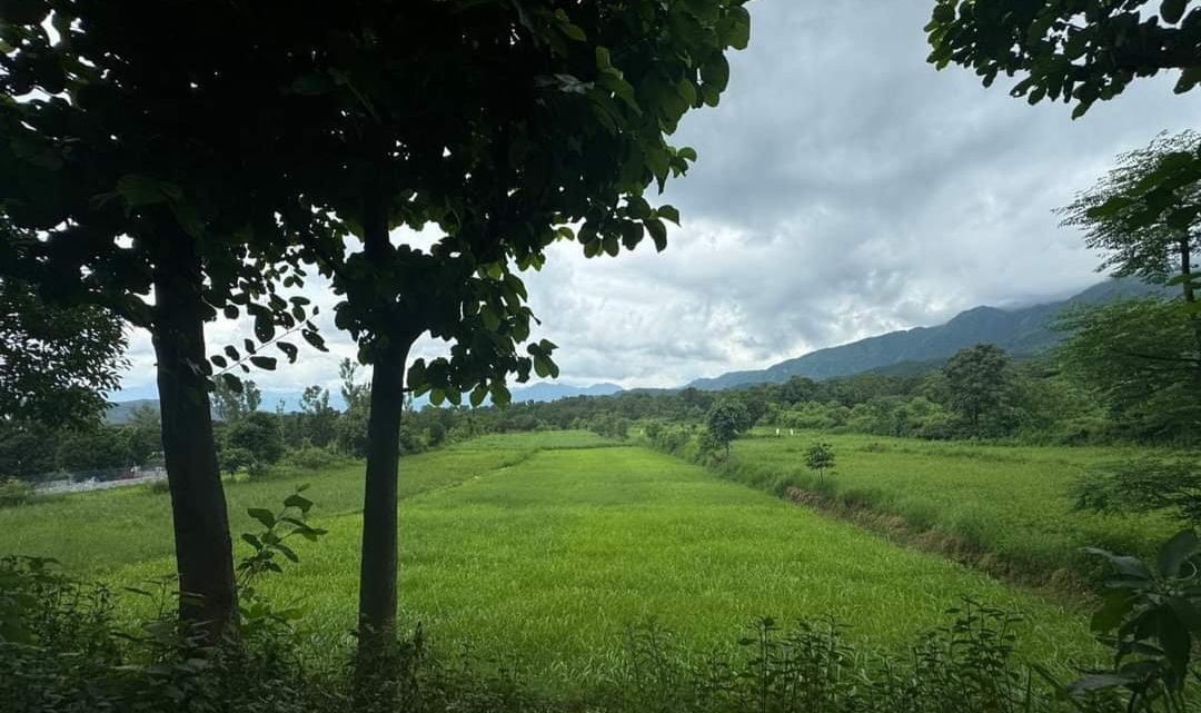 4 Bigha Land for Sale in Barwa - North-Facing, 70 Lakh/Bigha
